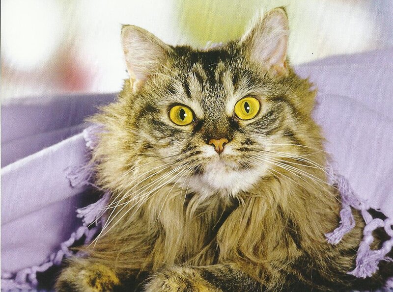 Fluffy Tabby Cat — Brown, Calm, Photograph, Purple Blanket