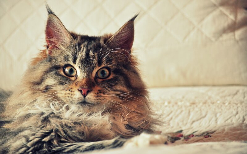 Fluffy Tabby Cat — Brown, Calm, Photograph, Quilted Blanket