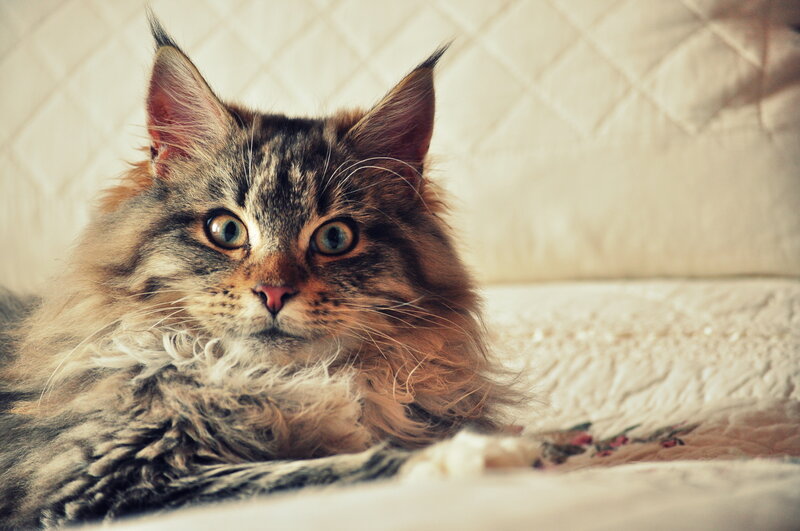 Fluffy Tabby Cat — Brown, Calm, Photograph, Quilted Surface