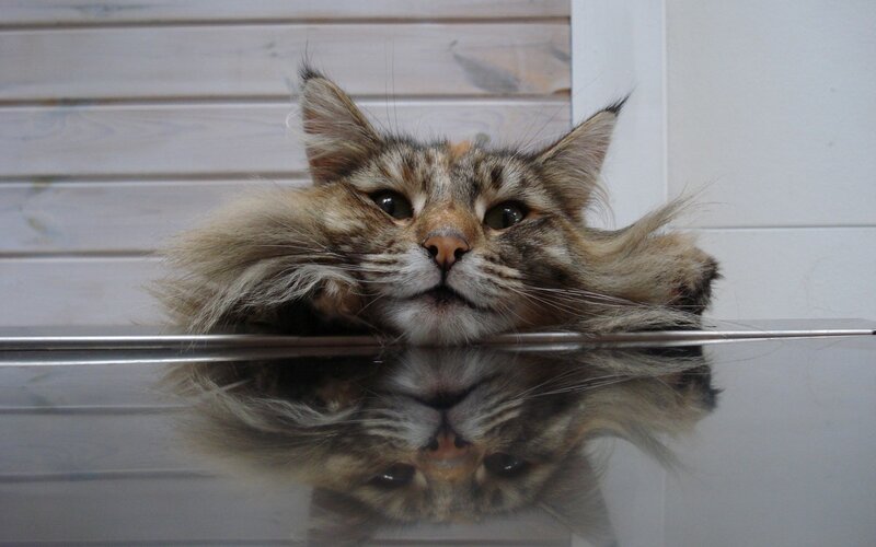 Fluffy Tabby Cat — Brown, Calm, Photograph, Reflection