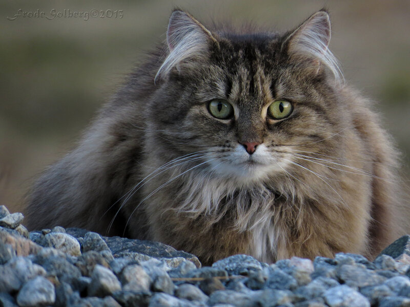 Fluffy Tabby Cat — Brown, Calm, Photograph, Rocks
