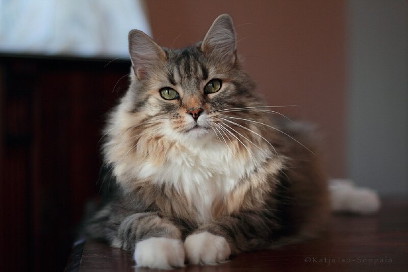 Fluffy Tabby Cat — Brown, Calm, Photograph, Table