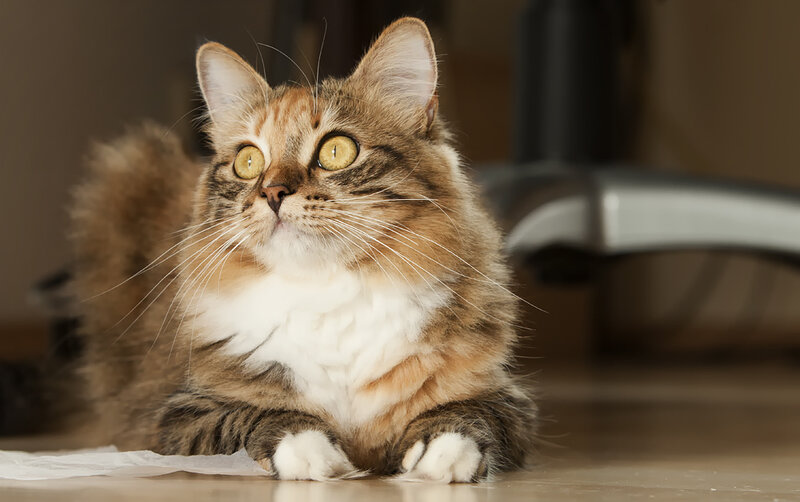 Fluffy Tabby Cat — Brown, Calm, Photograph