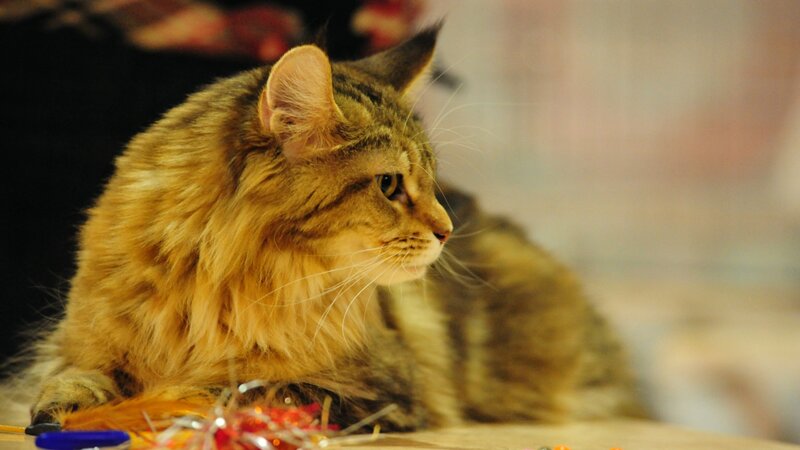 Fluffy Tabby Cat — Brown, Calm, Photograph, Toy