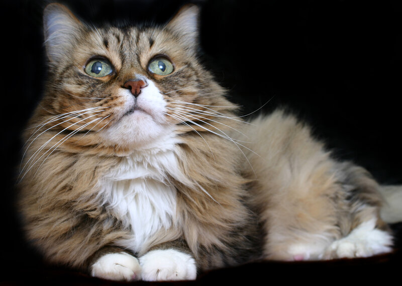 Fluffy Tabby Cat — Brown, Calm, Photograph, Whiskers, Green Eyes