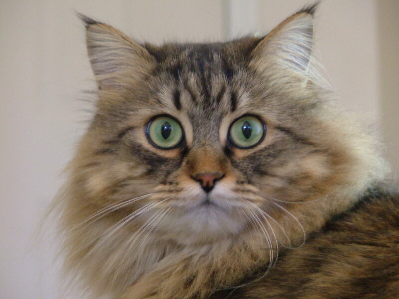 Fluffy Tabby Cat — Brown, Calm, Photograph, Whiskers, Green Eyes, Wall