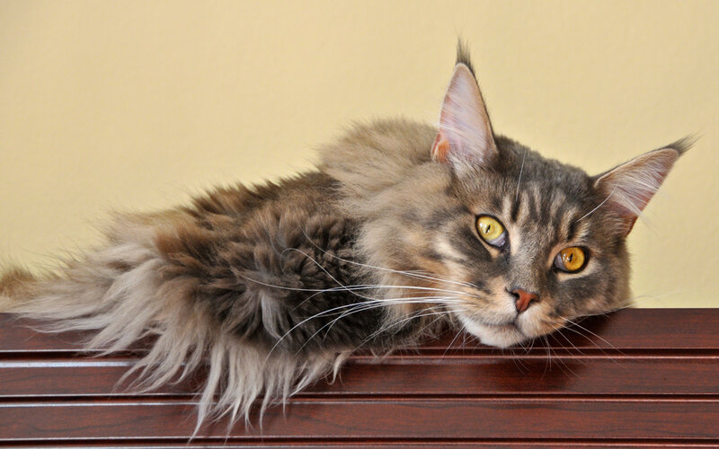 Fluffy Tabby Cat — Brown, Calm, Photograph, Wooden Surface