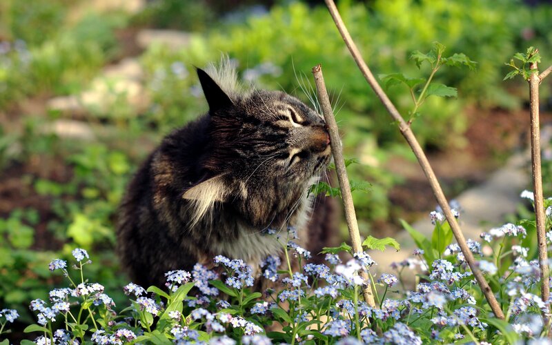 Fluffy Tabby Cat — Brown, Calm, Spring