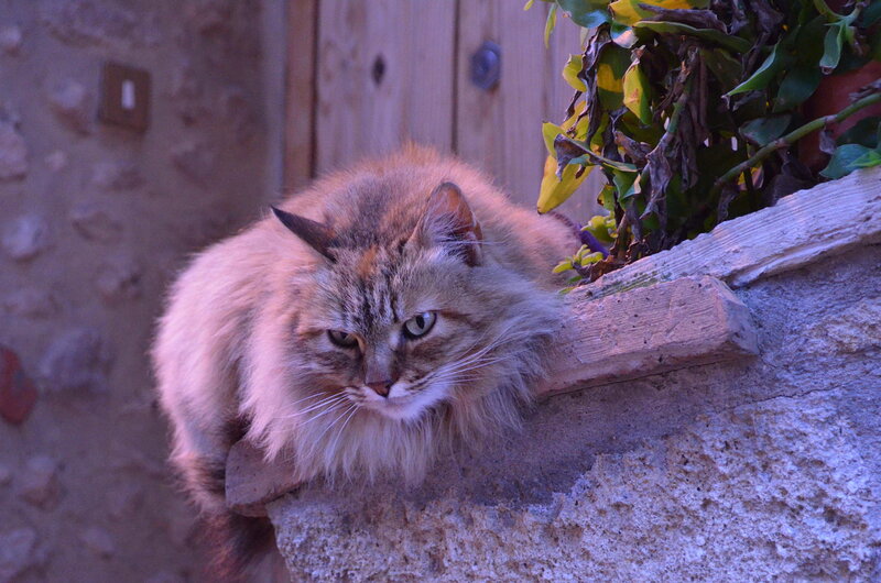 Fluffy Tabby Cat — Brown, Calm, Sunset