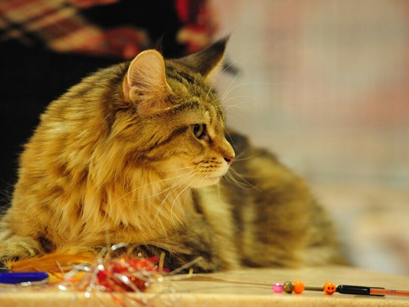 Fluffy Tabby Cat — Brown, Calm