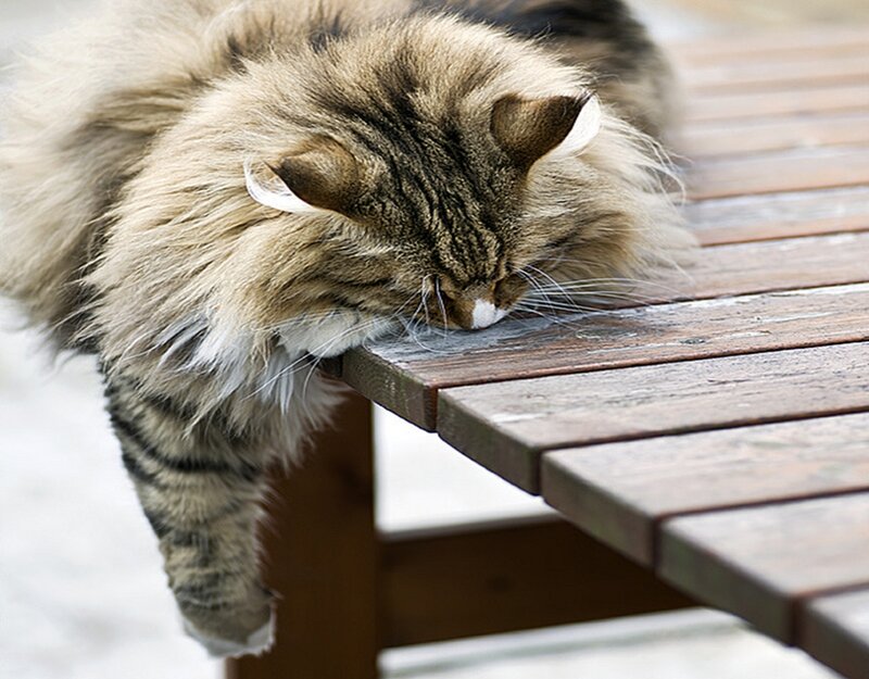 Fluffy Tabby Cat — Brown, Calm, Winter