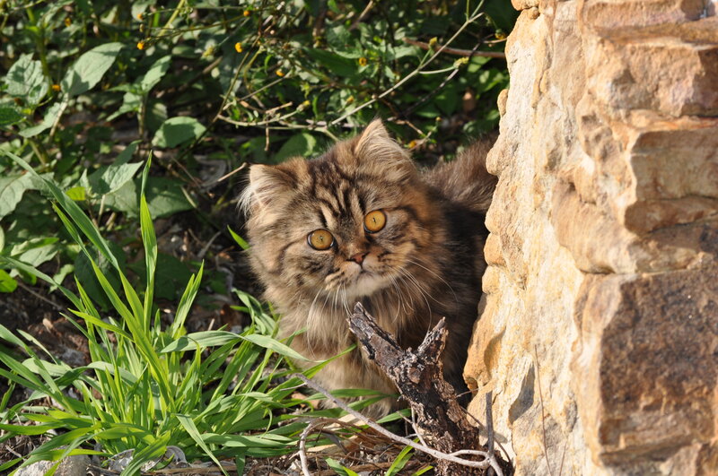 Fluffy Tabby Cat — Brown, Curious, Afternoon, Photograph