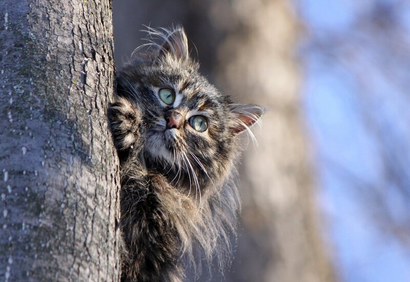 Fluffy Tabby Cat — Brown, Curious, Morning