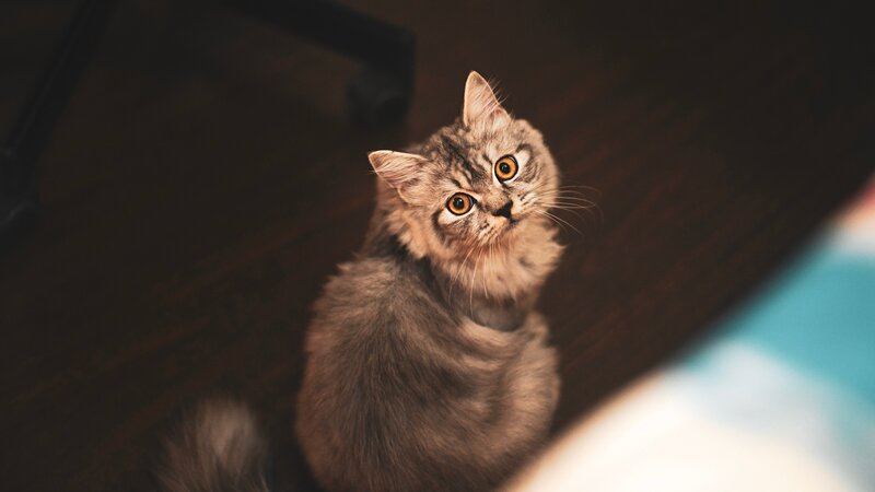 Fluffy Tabby Cat — Brown, Curious, Photograph, Floor