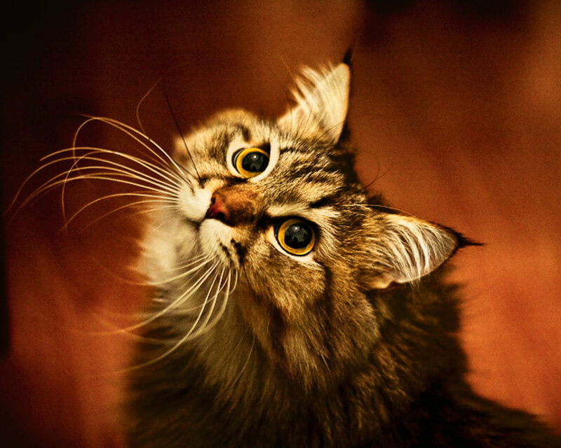 Fluffy Tabby Cat — Brown, Curious, Photograph