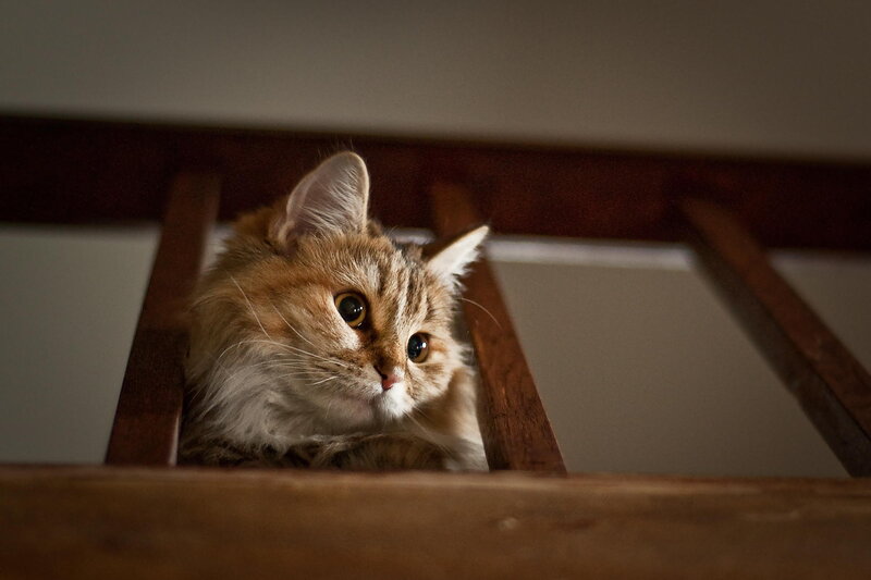 Fluffy Tabby Cat — Brown, Curious, Photograph, Wooden Structure