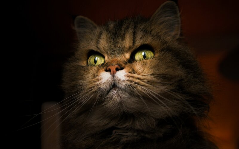 Fluffy Tabby Cat — Brown, Dramatic
