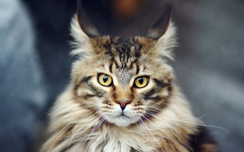 Fluffy Tabby Cat — Brown, Intense, Photograph