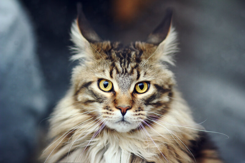 Fluffy Tabby Cat — Brown, Intense