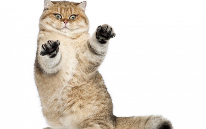 Fluffy Tabby Cat — Brown, Playful