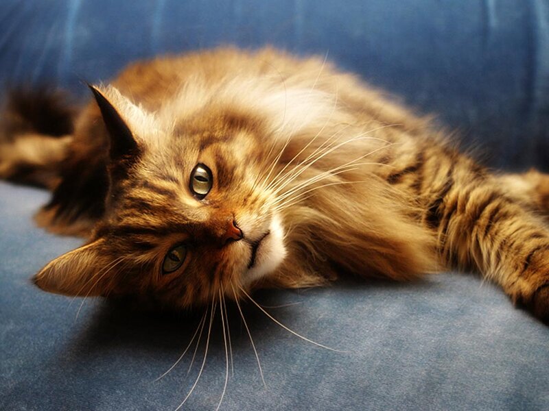 Fluffy Tabby Cat — Brown, Relaxed, Photograph, Blue Couch