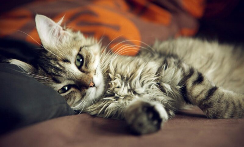 Fluffy Tabby Cat — Brown, Relaxed, Photograph, Pillow, Bed