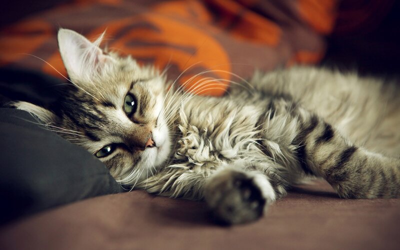Fluffy Tabby Cat — Brown, Relaxed, Photograph, Pillow