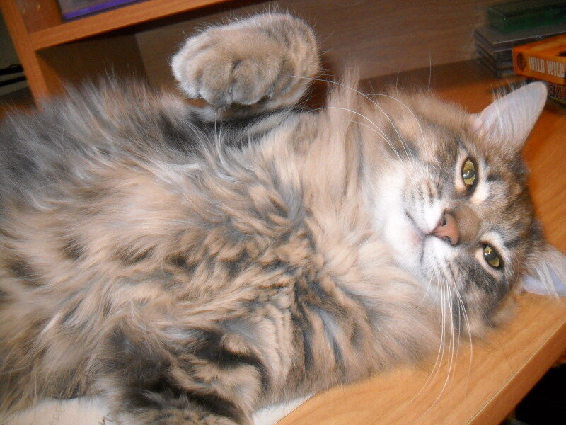 Fluffy Tabby Cat — Brown, Relaxed, Photograph