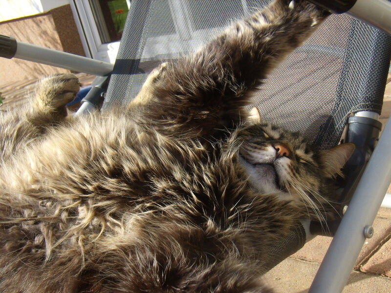 Fluffy Tabby Cat — Brown, Relaxed