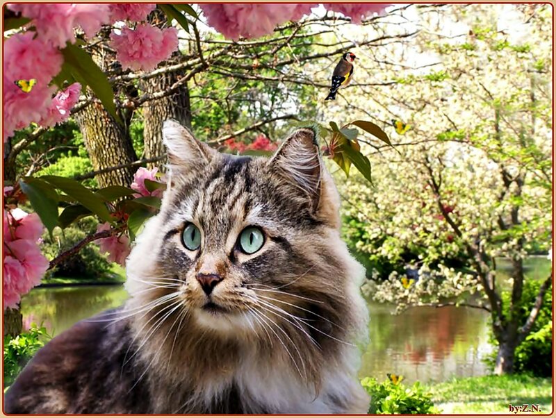 Fluffy Tabby Cat — Brown, Serene