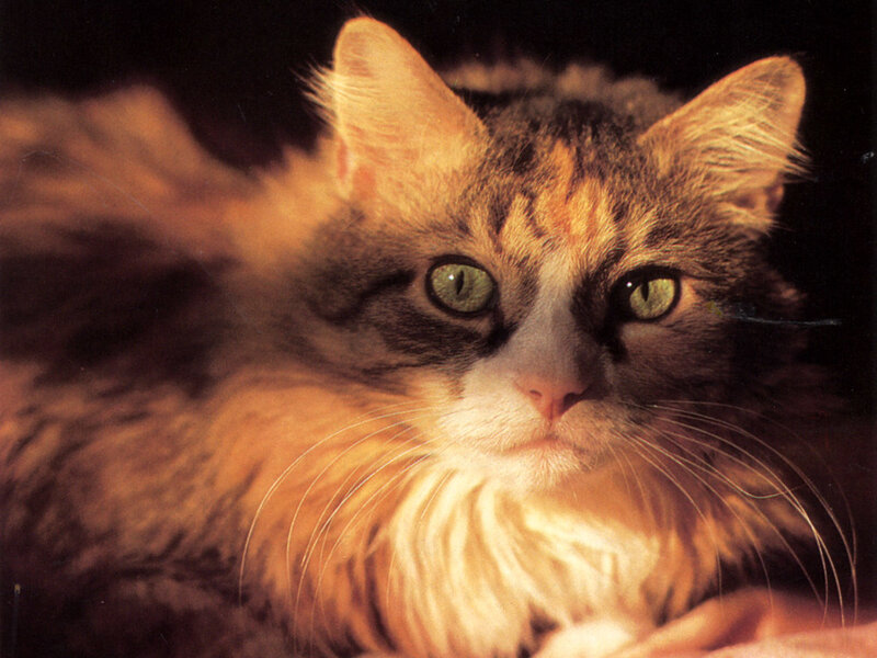 Fluffy Tabby Cat — Brown