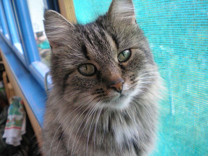 fluffy tabby cat by window