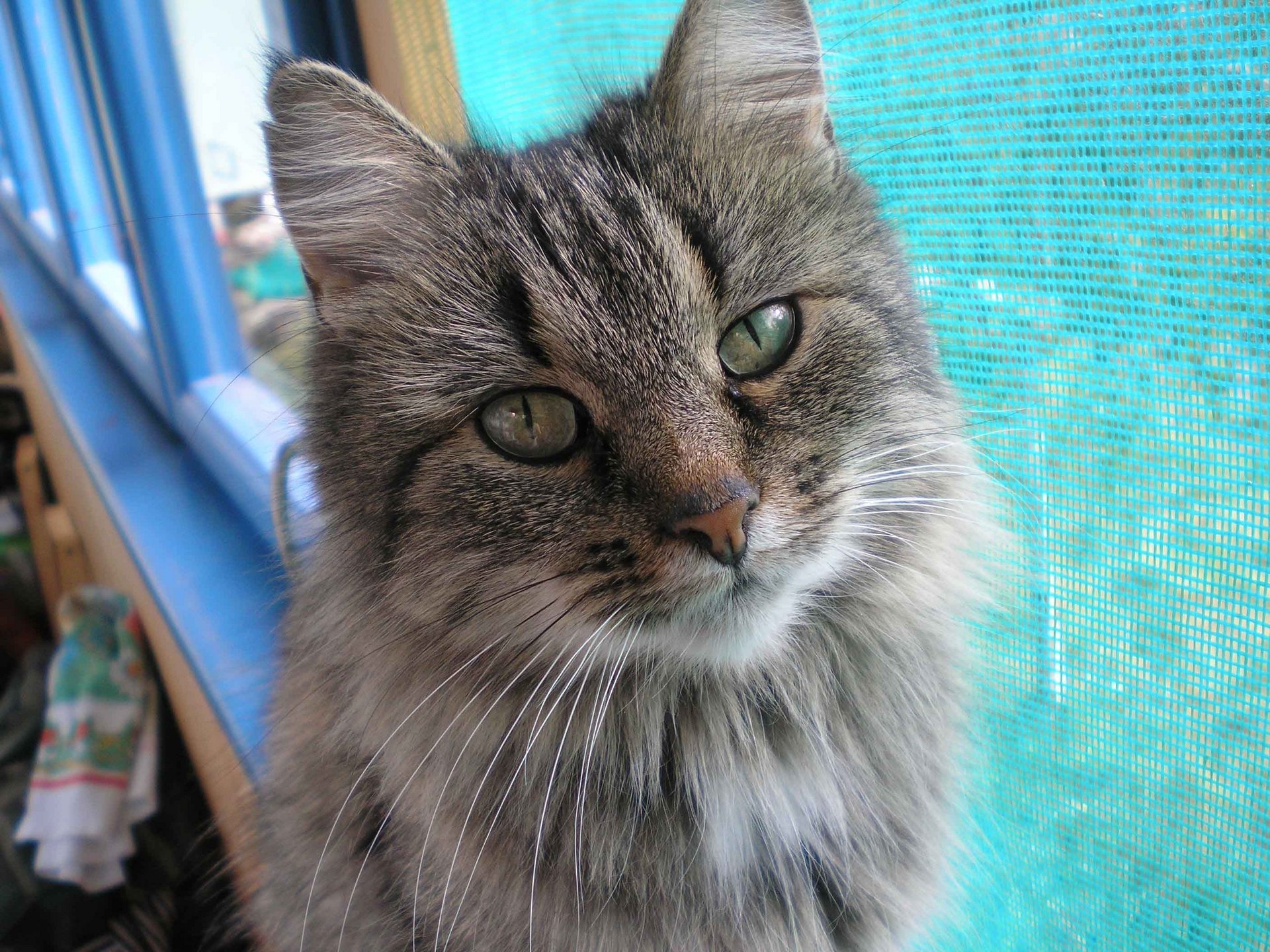 fluffy tabby cat by window