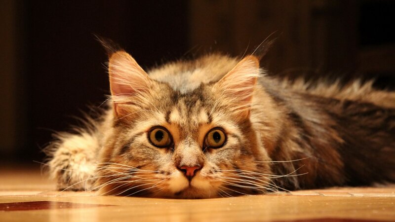 Fluffy Tabby Cat — Calm