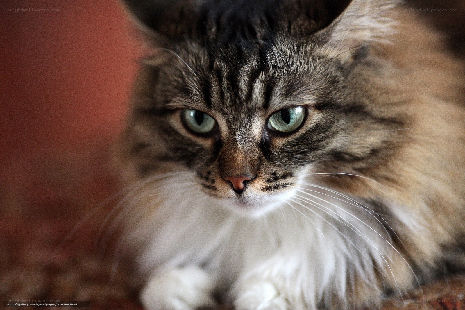 fluffy tabby cat close-up