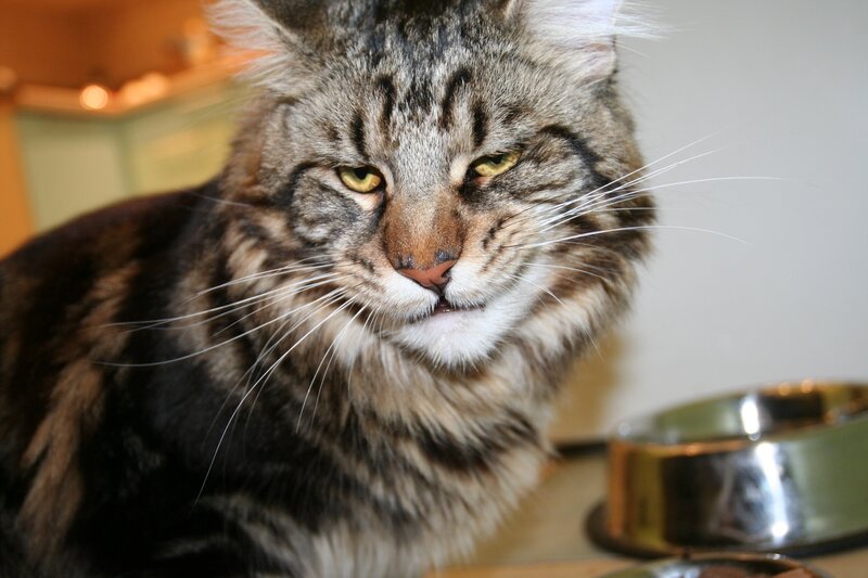 fluffy tabby cat close-up