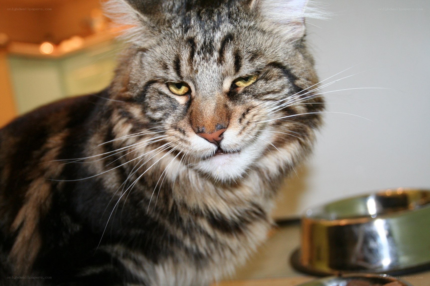 fluffy tabby cat close-up