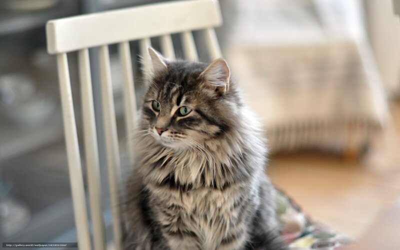 Fluffy Tabby Cat — Gray, Calm, Afternoon, Photograph, Chair, Floor