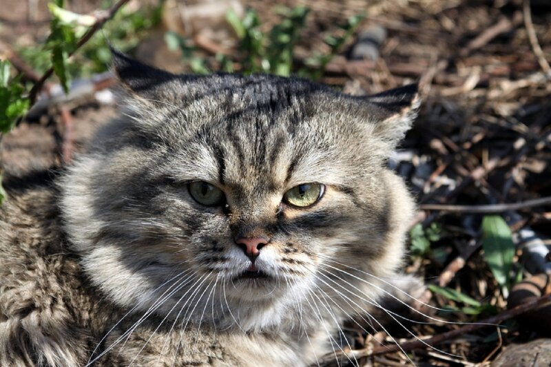 Fluffy Tabby Cat — Gray, Calm, Afternoon, Photograph