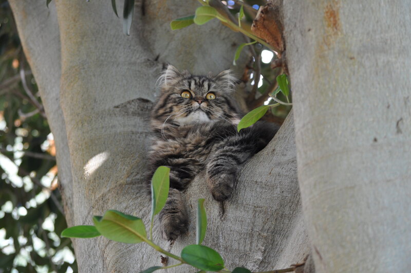 Fluffy Tabby Cat — Gray, Calm, Afternoon
