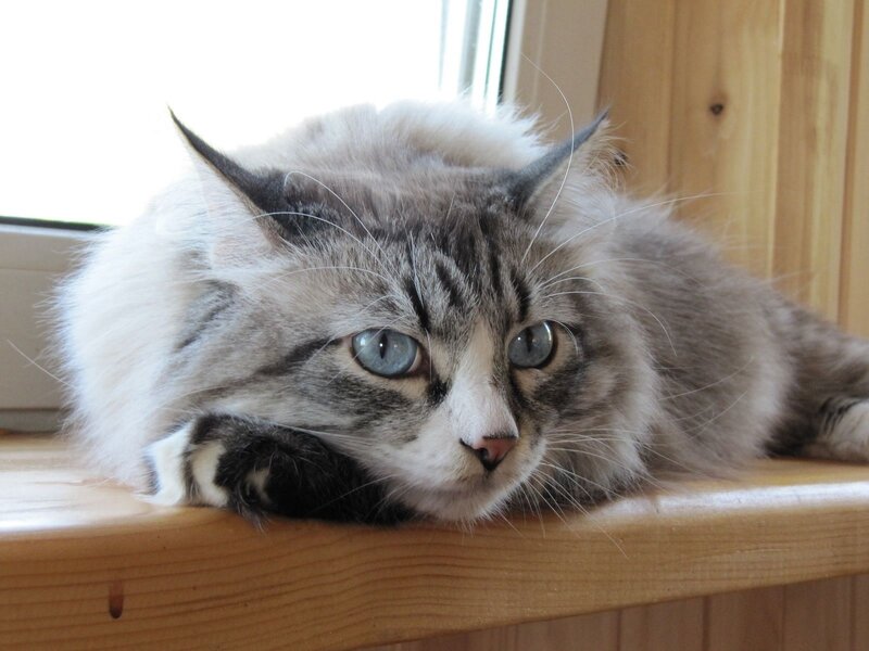 Fluffy Tabby Cat — Gray, Calm, Morning, Photograph