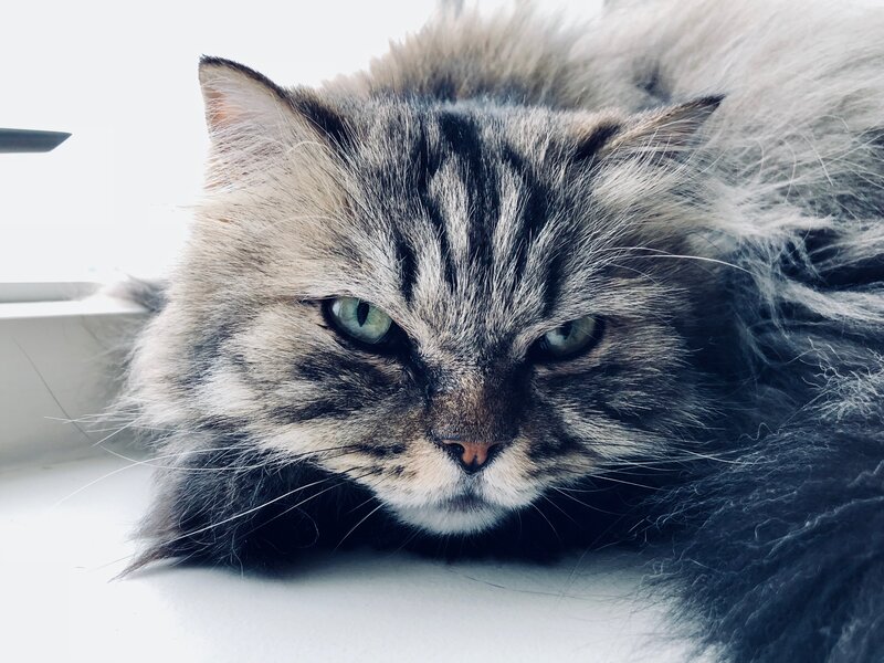 Fluffy Tabby Cat — Gray, Calm, Morning, Photograph, Window
