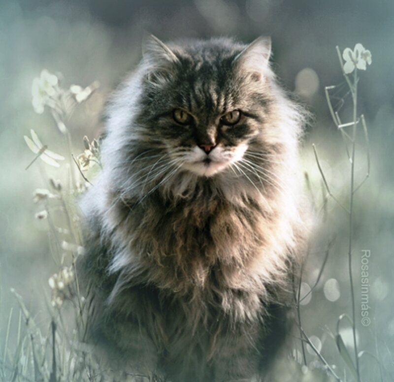 Fluffy Tabby Cat — Gray, Calm, Morning