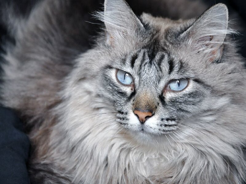 Fluffy Tabby Cat — Gray, Calm, Photograph, Blue Eyes