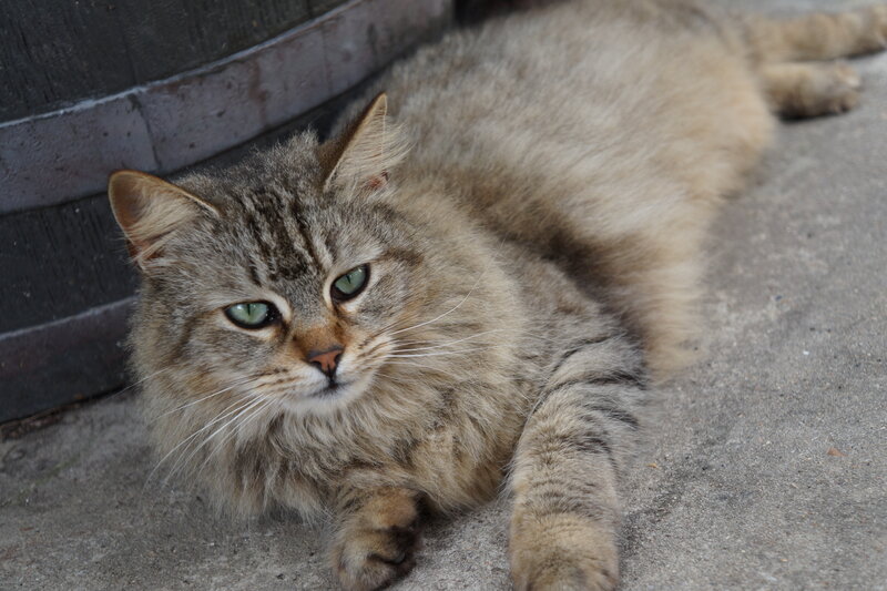 Fluffy Tabby Cat — Gray, Calm, Photograph, Concrete