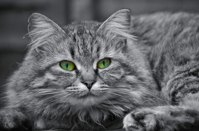 Fluffy Tabby Cat — Gray, Calm, Photograph, Eyes