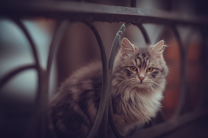 Fluffy Tabby Cat — Gray, Calm, Photograph, Metal Bars