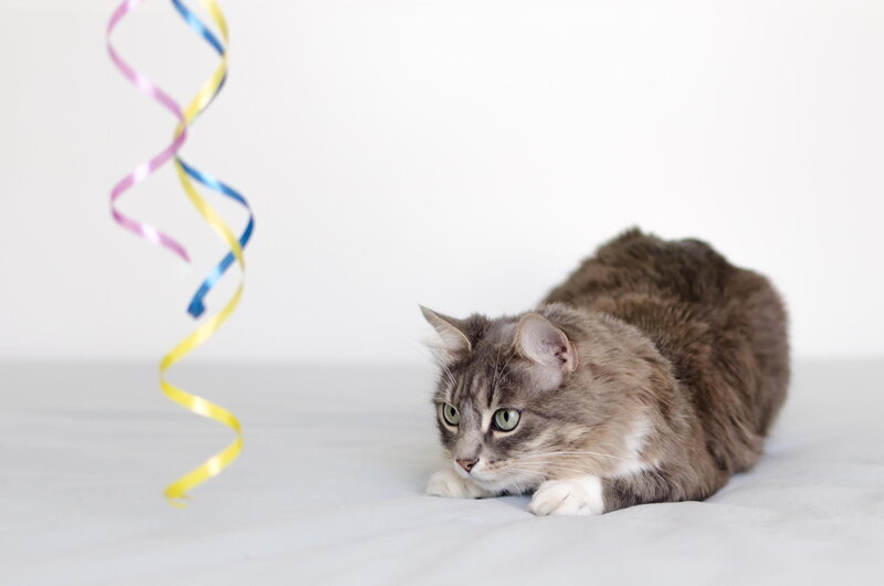 Fluffy Tabby Cat — Gray, Calm, Photograph, Ribbon