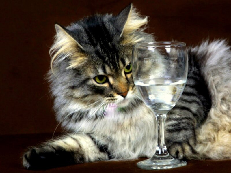 Fluffy Tabby Cat — Gray, Calm, Photograph