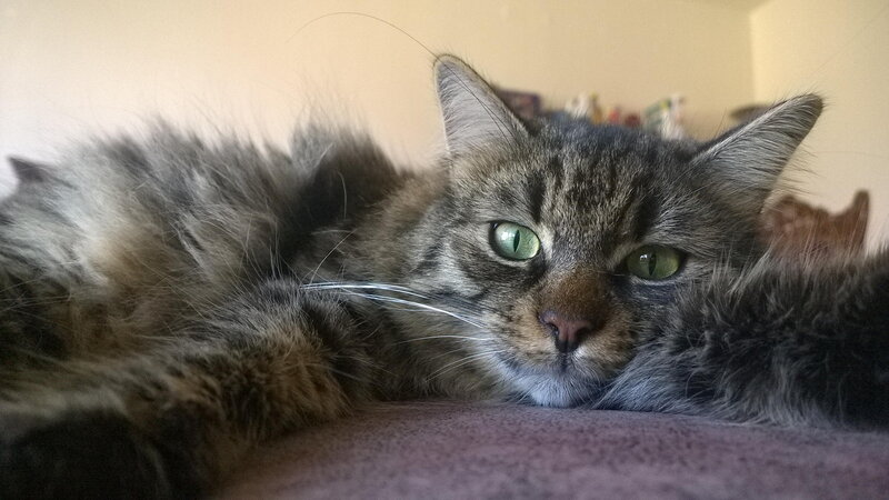 Fluffy Tabby Cat — Gray, Calm, Photograph, Whiskers, Green Eyes